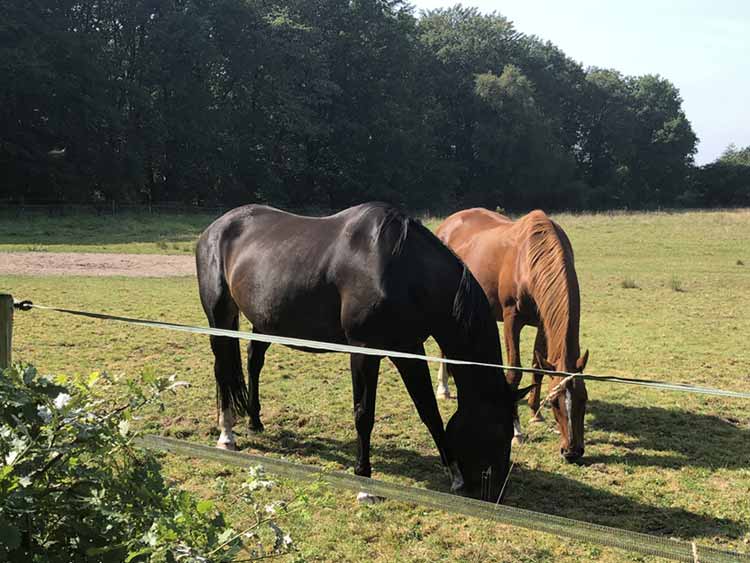 Horse riding in Drenthe