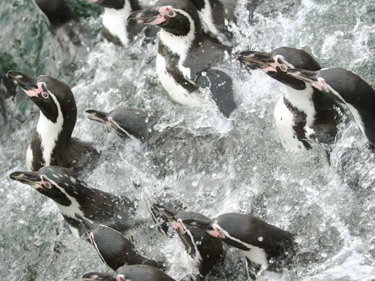 Wildlands Adventure Zoo: Penguin presentation